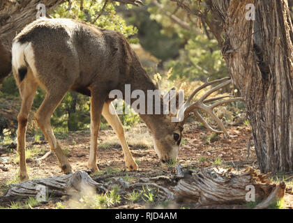 Eine große Rehe füttern Stockfoto