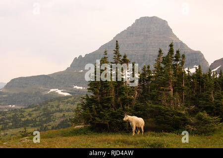 Eine Bergziege, die aus einem Gestrüpp von Bäumen unterhalb einer drohenden Berge mit Gletschern. Stockfoto