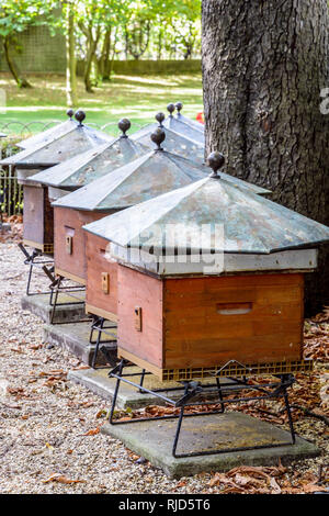 Holz- Bienenstöcke mit Sechskant verzinkt auf der Dachterrasse am Fuße einer Rosskastanie Baum im Jardin du Luxembourg in Paris, Frankreich, an einem sonnigen Morgen. Stockfoto