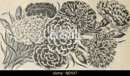 . C. E. in allen Pflanzen und Saatgut. Baumschulen (Gartenbau) Vermont Brattleboro Kataloge; Baumschulen Vermont Brattleboro Kataloge; Gemüse Samen Kataloge; Blumen; Obst Kataloge Kataloge. 22 C.E. Allen, Brattleboro, Vt DIANTHUS. Uncler tliis Kopf sind reprn eented die ganze Klasse von Di anthus. Nelken und Sweet Williams. "Sie gehören zu den brillantesten Sommer tlowerini;, hardy Biennalen, wachsende 12 oder 15 Zoll hoch, während einige der Zwerg Arten niedrige, kompakte Pflanzen. Ihre satte Farben und eine Vielzahl von Markierungen sind in aber wenige andere Blumen vertreten. Wenn früh gesät, Wil Stockfoto