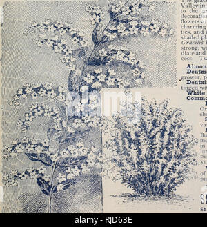 . Chaapel von Blumen, Pflanzen und Samen. Blumen Kataloge Kataloge; Gemüse; Pflanzen, Zierpflanzen Kataloge; Baumschulen (Gartenbau) Pennsylvania Kataloge. Pflanzen auf dieser Seite vollkommen winterhart. Hydrangea Grandiflora. Dieses ist ein großartiges Werk; leicht showv und attraktive, dauerhaften ich Monate; ist völlig winterhart und benötigt keinen Schutz jeglicher Art ist, ohne Frage, die Feinsten hardy Strauch in den Anbau. Es blüht im Juli, eine Zeit, wenn keine anderen Strauch blüht, die 'Blumen verbleibende Schöne bis durch Frost zerstört. Die Blüten sind weiß, danach Wechsel in Pink, und ein Stockfoto