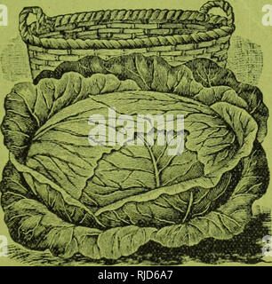 . C. E. in allen Pflanzen und Saatgut. Baumschulen (Gartenbau) Vermont Brattleboro Kataloge; Baumschulen Vermont Brattleboro Kataloge; Gemüse Samen Kataloge; Blumen; Obst Kataloge Kataloge. EXTRA FRÜH PAVA 3 IA.. CABBAQE. Alle Jahreszeiten. Alle Jahreszeiten. Diese ähnelt so eng im Erscheinungsbild der Vandergau, Nachfolge aller Kopf, ist es schwierig, den Unterschied zu unterscheiden. Das All Seasons als Erstes eingeführt, es hält noch als die feinsten Kohl für alle Zwecke, die die besten Ergebnisse mit den führenden erfahrenen Kohl Züchter; ein sicher Kopf; gleich Henderson's Su Stockfoto