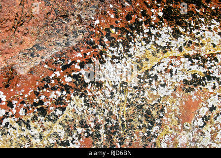 Bunte Flechten wachsen auf roten Felsen, in Abra Provinz, Philippinen gesehen Stockfoto
