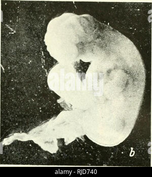 . De Cercetari embriologie experimentala. Embryologie. . Bitte beachten Sie, dass diese Bilder sind von der gescannten Seite Bilder, die digital für die Lesbarkeit verbessert haben mögen - Färbung und Aussehen dieser Abbildungen können nicht perfekt dem Original ähneln. extrahiert. Menkes, B. [Bucuresti] Editura Academiei Republicii Populare Romîne Stockfoto