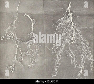 . Bestimmte Effekte unter Bewässerung von Kupferverbindungen bei Kulturpflanzen. Pflanzen; Kupfer Lösungen, physiologische Wirkung. UNIV. CALIF. PUBL. AGR-SCI. VOL. 2 [FORBES] Platte 7. Abb. 1 Abb. 2. Bitte beachten Sie, dass diese Bilder sind von der gescannten Seite Bilder, die digital für die Lesbarkeit verbessert haben mögen - Färbung und Aussehen dieser Abbildungen können nicht perfekt dem Original ähneln. extrahiert. Forbes, Robert Humphrey, 1867-1968. Berkeley, Universität von Kalifornien drücken Sie Stockfoto