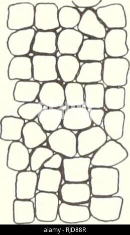 . Bestimmte Effekte unter Bewässerung von Kupferverbindungen bei Kulturpflanzen. Pflanzen; Kupfer Lösungen, physiologische Wirkung. 1917] Forbes: Bewässerung Auswirkungen von Kupfer Verbindungen auf Kulturpflanzen 455 und in der Fütterung. Einzelne Wurzeln sind grob, mit dicken Epidermis bedeckt und sind plötzlich eckig, offenbar als Ergebnis der chemotropic Verrenkungen. Root Tipps verkürzt und verdickt und in einigen Fällen sind stark zugenommen. Die anatomischen Strukturen mit diesen Änderungen in Form zugeordnet sind sehr auffällig. Im Mais die Zellen der primären Cortex, in normalen Wurzeln, sind längliche parallel wi Stockfoto