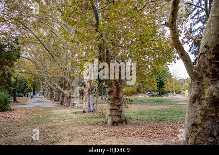 SOFIA, Bulgarien - 14. OKTOBER 2018: Knyazheska Garten mit Reihen von ahornbäumen ist fast leer in der kalten Herbst Tag, zentralen Teil der bulgarischen Hauptstadt. Moody bewölkten Herbstnachmittag Stockfoto