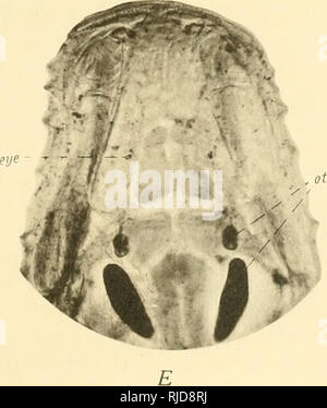 . Höhle Wirbeltiere von Amerika; eine Studie bei degenerativen Evolution. Höhle Tiere; Evolution. . Bitte beachten Sie, dass diese Bilder sind von der gescannten Seite Bilder, die digital für die Lesbarkeit verbessert haben mögen - Färbung und Aussehen dieser Abbildungen können nicht perfekt dem Original ähneln. extrahiert. Eigenmann, Carl H., 1863-1927. Washington, D.C., Carnegie Institution in Washington Stockfoto