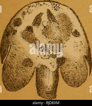 . Die Höhle der Fauna von Nordamerika, mit Bemerkungen über die Anatomie des Gehirns und des Ursprungs der blinde Arten. Höhle Tiere; Höhlen. PACKARD, Del.. Bitte beachten Sie, dass diese Bilder sind von der gescannten Seite Bilder, die digital für die Lesbarkeit verbessert haben mögen - Färbung und Aussehen dieser Abbildungen können nicht perfekt dem Original ähneln. extrahiert. Packard, A. S. (Alpheus Frühling), 1839-1905. Washington, die Nationale Akademie der Wissenschaften Stockfoto