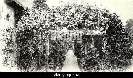 . Das jahrhundert Buch des Im Garten arbeitens; eine umfassende Arbeit für jeden Liebhaber der Garten. Im Garten arbeiten. Einleitung.. Eine CLEMATIS - ÜBERDACHTE ARCH und gepflegten Garten können es sich leisten, mehr Freude, als ein kleiner, aber es ist nützlich, sich daran zu erinnern, dass die meisten schönen Auswirkungen sind oft auch in den kleinen Cottage Gardens unseres Landes Straßenrändern erreicht. Wir vermuten jedoch, dass die Gärtner wird eines oder mehrere andere Möglichkeiten offen zu Ihm haben. Er, in der Fliese Fust, haben wahrscheinlich Was kann ein allgemein Garten, wo er erfreut viele Sorten von Pflanzen aus allen Quellen zu sammeln aufgerufen werden. Stockfoto