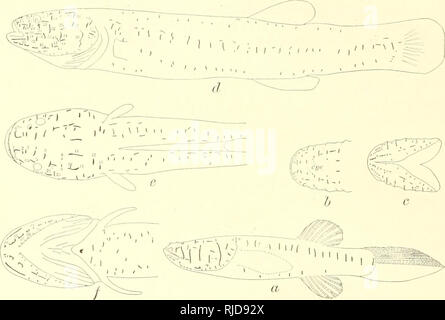 . Höhle Wirbeltiere von Amerika; eine Studie bei degenerativen Evolution. Höhle Tiere; Evolution. 98 blinde WIRBELTIERE UND IHRE AUGEN. Tellkampf bemerkte: blinde Fisch gefunden, einsam und ist sehr schwer zu verfangen, da es erfordert die größte Vorsicht im Netz unter Ihnen ohne Sie weg fahren zu bringen. Bei der geringsten Bewegung des Wassers, das sie Dart aus kurzer Entfernung und in der Regel zu stoppen. * * * Während meinem Aufenthalt in Mammoth Cave habe ich beobachtet, dass die Amblyopsis * * * blieb ruhig, während ich eine brennende Lampe um Sie herum bewegt, aber sie wurden durch eine leichte Bewegung der Wasser gestört, prov Stockfoto