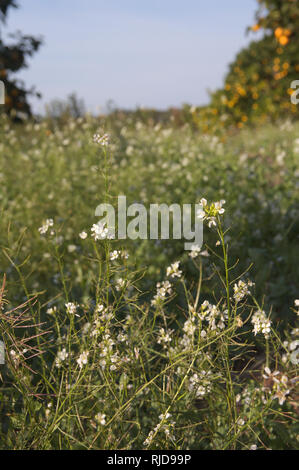 Wilde Kräuter der Diplotaxis erucoides geben Sie ein bebautes Feld Stockfoto