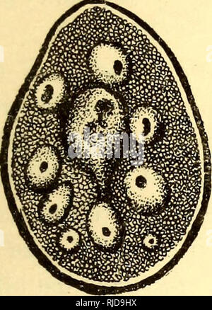 . Vieh Zecken (Ixodoidea) der Vereinigten Staaten. Ixodidae; Zecken. Siebzehnter Jahresbericht. 455 Der American Dog Tick {Dermacentor elecius).^^ (die Zahlen 186-214.) Spezifische Diagnose - dermacentor: Unterscheidet sich von D. reticulatus in folgenden Zeichen: Stigmal Platte fein punctata. ifaZe. - Scutum mit milchig weißer Rost, vorher die Reproduktion der Abschirmung des Weiblichen (pseudo-SCUTUM); der Rost Formen auf jeder Seite ein langes Band mit gewundenen grenzen sich von der anterioren Punkt der Schirm auf die zwei Extreme fes-toons der hinteren Grenze. Diese Bänder lassen sich seitlich zwei rote braune Flecken (separa Stockfoto