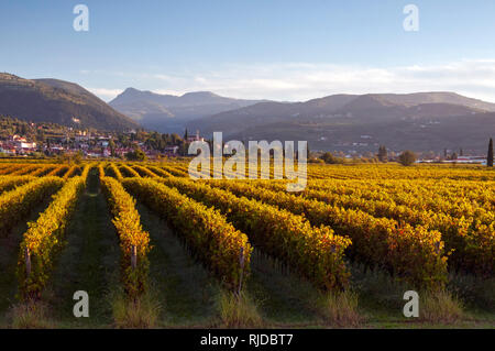 Sonnenaufgang Blick über Weinberge von Dimora del Bugiardo, in der nähe von San Pietro in Mogliano Veneto, Italien Stockfoto