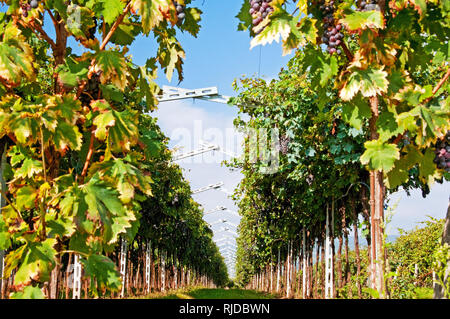 Reihe von Weinreben in der nähe von San Pietro in Mogliano Veneto, Italien Stockfoto