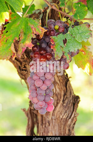 Trauben am Weinstock, Valpolicella Wein Region in der Nähe von San Pietro in Mogliano Veneto, Italien Stockfoto