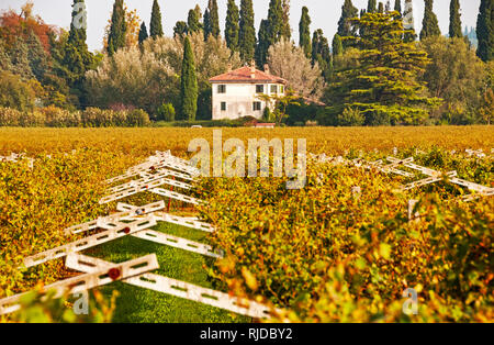 Blick über den Weinberg im Herbst, San Pietro in Mogliano Veneto, Italien Stockfoto