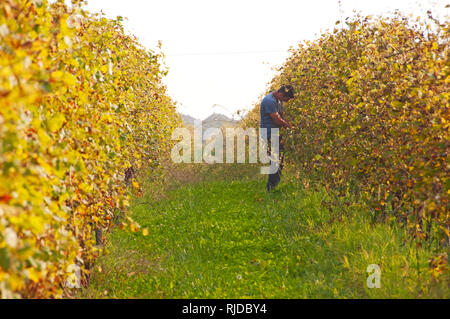 Beschneidung der Reben im Herbst, San Pietro in Mogliano Veneto, Italien Stockfoto