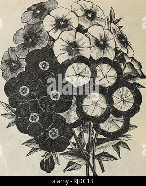 . C. E. in allen Pflanzen und Saatgut. Baumschulen (Gartenbau) Vermont Brattleboro Kataloge; Baumschulen Vermont Brattleboro Kataloge; Gemüse Samen Kataloge; Blumen; Obst Kataloge Kataloge. Doppel POItTUI. ACA. Diese brillanten, hardy Jahrbücher produzieren im Sommer verschiedene bunte, auffällige und attraktive Blumen in profu-sion. Die douljle Portulak ist einer der am meisten auffälligen und wünschenswert ist, und hat durchaus Konstante aus Samen bewährt. Grandiflora Fl. PI. Doppel ; Saatgut angeboten hat mit größter Sorgfalt von der die meisten Doppelzimmer Blumen gespeichert wurde, und der briglitest Farben, 15 Einzelzimmer. Gemischte Farben, 5 NEUE Stockfoto