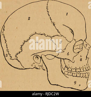 . Die Kammer wissenschaftliche Leser: mit Holzstichen illustriert. Leser. 44 PHYSIOLOGIE DES MENSCHLICHEN KÖRPERS. eine Membran, genannt die Knochenhaut. 1 Die lange, rundlicher Knochen der Beine und Arme haben die Besonderheit, dass sie in der Mitte hohl, und sind mit einem weichen, fetthaltige Substanz, genannt Knochenmark gefüllt. Das Skelett ist in den Kopf, Rumpf und die Extremitäten. 1. Der Kopf - Die knöcherne Rahmen der Kopf, genannt der Schädel, ist in zwei Teile, die Schädeldecke und das Gesicht unterteilt. Die schädeldecke 2 Shell die Shell, die das Gehirn enthält, und setzt sich aus acht Knochen, von denen die Folgen Stockfoto