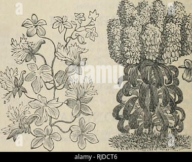 . C. E. in allen Pflanzen und Saatgut. Baumschulen (Gartenbau) Vermont Brattleboro Kataloge; Baumschulen Vermont Brattleboro Kataloge; Gemüse Samen Kataloge; Blumen; Obst Kataloge Kataloge. CALBnDULA Anlage.. Kanarische BIllD FLOWEK. CANDYTUPT.. Bitte beachten Sie, dass diese Bilder sind von der gescannten Seite Bilder, die digital für die Lesbarkeit verbessert haben mögen - Färbung und Aussehen dieser Abbildungen können nicht perfekt dem Original ähneln. extrahiert. Allen, C. E; C.E. Allen (Firma); Henry G. Gilbert Baumschule und Saatgut Handel Katalog Kollektion. Brattleboro, V. T.: C.E. Allen Stockfoto