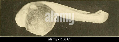 . Höhle Wirbeltiere von Amerika; eine Studie bei degenerativen Evolution. Höhle Tiere; Evolution. . Bitte beachten Sie, dass diese Bilder sind von der gescannten Seite Bilder, die digital für die Lesbarkeit verbessert haben mögen - Färbung und Aussehen dieser Abbildungen können nicht perfekt dem Original ähneln. extrahiert. Eigenmann, Carl H., 1863-1927. Washington, D.C., Carnegie Institution in Washington Stockfoto