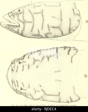 . Höhle Wirbeltiere von Amerika; eine Studie bei degenerativen Evolution. Höhle Tiere; Evolution. 74 blinde WIRBELTIERE UND IHRE AUGEN. Der Autor hat auch diese Art in einer kleinen Höhle am Rande der Stadt Glasgow, Kentucky, wo es reichlich mäßig ist und leicht zugänglich, aber aufgrund der begrenzten Ausmaß der Umgebung nur sehr wenige wurden auf einer Reise gefangen. Man war unter einem schwebenden Board in dieser Höhle gefunden. Eine andere speci - Männer gesichert wurde nach einer ausführlichen Erkundung zu Fuß und auf Händen und Knien in der Höhle bei Cave City, Kentucky. Typhlichthys osborni Eigenmann. Typhlichth Stockfoto