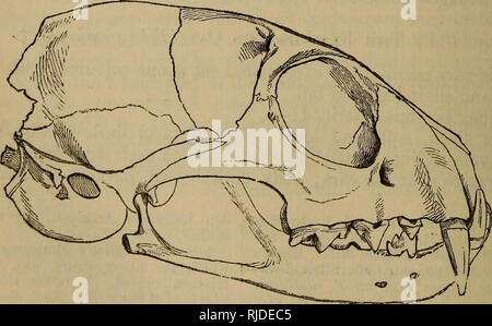 . Die Katze: Eine Einführung in das Studium der backboned Tiere, vor allem Säugetiere. Katzen; Anatomie, Vergleichende. Abb. 177. - Der vorangegangen Cat (F, Plan-Füße. Schwanz ziemlich kurz und dicht behaart und mit einer rötlich-braun. Abb. 178 - Skull ov Flachbild-headed Cat {Felis Planiceps) Farbe oben, unten gelblich-braun. Es hat etwa die Größe einer Hauskatze. Bitte beachten Sie, dass diese Bilder sind von der gescannten Seite Bilder, die digital für die Lesbarkeit verbessert haben mögen - Färbung und Aussehen dieser Abbildungen können nicht perfekt dem Original ähneln. extrahiert. Mivart, St. George Jackson, Stockfoto