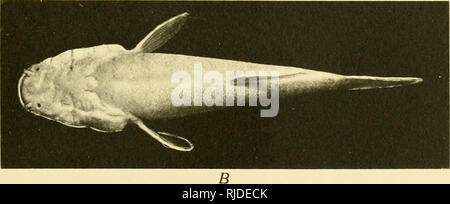 . Höhle Wirbeltiere von Amerika; eine Studie bei degenerativen Evolution. Höhle Tiere; Heteropygii. . Bitte beachten Sie, dass diese Bilder sind von der gescannten Seite Bilder, die digital für die Lesbarkeit verbessert haben mögen - Färbung und Aussehen dieser Abbildungen können nicht perfekt dem Original ähneln. extrahiert. Eigenmann, Carl H., 1863-1927. Washington, D.C., Carnegie Institution in Washington Stockfoto