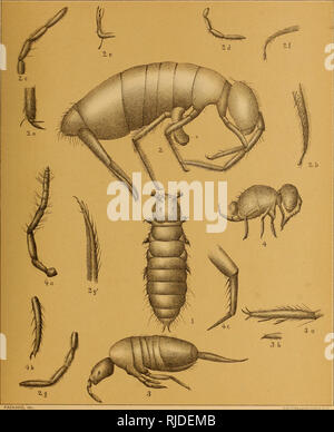 . Die Höhle der Fauna von Nordamerika, mit Bemerkungen über die Anatomie des Gehirns und des Ursprungs der blinde Arten. Höhle Tiere; Höhlen. ,. Xv. Höhle PODURID/£.. Bitte beachten Sie, dass diese Bilder sind von der gescannten Seite Bilder, die digital für die Lesbarkeit verbessert haben mögen - Färbung und Aussehen dieser Abbildungen können nicht perfekt dem Original ähneln. extrahiert. Packard, A. S. (Alpheus Frühling), 1839-1905. Washington, die Nationale Akademie der Wissenschaften Stockfoto