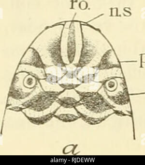 . Höhle Wirbeltiere von Amerika; eine Studie bei degenerativen Evolution. Höhle Tiere; Heteropygii. 56 blinde WIRBELTIERE UND THELR AUGEN..po. s .. Bitte beachten Sie, dass diese Bilder sind von der gescannten Seite Bilder, die digital für die Lesbarkeit verbessert haben mögen - Färbung und Aussehen dieser Abbildungen können nicht perfekt dem Original ähneln. extrahiert. Eigenmann, Carl H., 1863-1927. Washington, D.C., Carnegie Institution in Washington Stockfoto