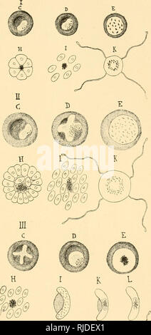 . Causeries scientifiques. Zoologie -- Gesellschaften, etc.; Zoologie - Frankreich. N0. Bitte beachten Sie, dass diese Bilder sind von der gescannten Seite Bilder, die digital für die Lesbarkeit verbessert haben mögen - Färbung und Aussehen dieser Abbildungen können nicht perfekt dem Original ähneln. extrahiert. Société zoologique de France. Paris Stockfoto