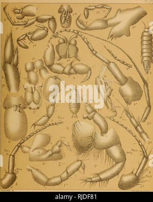 . Die Höhle der Fauna von Nordamerika, mit Bemerkungen über die Anatomie des Gehirns und des Ursprungs der blinde Arten. Höhle Tiere; Höhlen. PACKARD, DEL. CCECIDOT/EA UND ASELLUS.. Bitte beachten Sie, dass diese Bilder sind von der gescannten Seite Bilder, die digital für die Lesbarkeit verbessert haben mögen - Färbung und Aussehen dieser Abbildungen können nicht perfekt dem Original ähneln. extrahiert. Packard, A. S. (Alpheus Frühling), 1839-1905. Washington, die Nationale Akademie der Wissenschaften Stockfoto