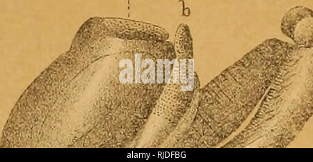 . Die Höhle der Fauna von Nordamerika, mit Bemerkungen über die Anatomie des Gehirns und des Ursprungs der blinde Arten. Höhle Tiere; Höhlen. . Bitte beachten Sie, dass diese Bilder sind von der gescannten Seite Bilder, die digital für die Lesbarkeit verbessert haben mögen - Färbung und Aussehen dieser Abbildungen können nicht perfekt dem Original ähneln. extrahiert. Packard, A. S. (Alpheus Frühling), 1839-1905. Washington, die Nationale Akademie der Wissenschaften Stockfoto
