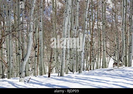 Aspen Baumstämme im Winter auf einem hellen, sonnigen Tag mit Schnee auf dem Boden Stockfoto