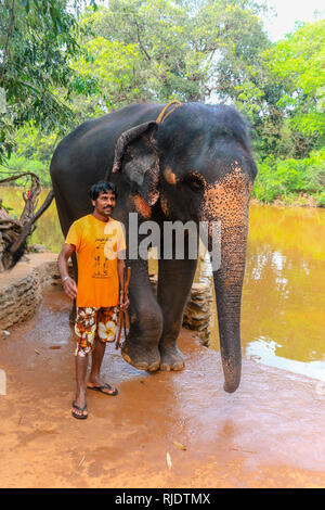 Mahout waschen Elefant an Dudhsagar Wasserfälle, Meer von Milch, Mandovi Fluss, Goa, Indien Stockfoto