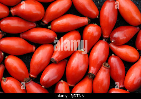 Anordnung der roten Beeren oder Hund Hagebutte (Rosa Canina) Stockfoto