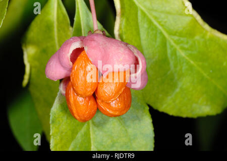 Pink & Orange Beeren der Spindel Baum, Euonymus europaeus Stockfoto