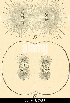 . Die Zelle in der Entwicklung und Vererbung. Zellen. ^.. Abb. 52. - Die späteren Phasen der Mitose in das Ei des Seeigels Toxopneustes {A-D, X1000; E-I', X500). A. in der Metaphase; Tochter - Chromosomen zeichnen, aber immer noch an einem Ende. B. Daugh-ter-Chromosomen trennen. C Späten anaphase; Tochter-Chromosomen in der Nähe der Spindel liegen - Polen. D. ENDGÜLTIGE anaphase; Tochter Chromosomen umgewandelt in Vesikeln. £. Sofort nach der Teilung, die astern ungeteilte, die Spindel ist verschwunden. F. in der Ruhephase 2-Zell-Stadium, die astern in zwei in Erwartung des nächsten Abteilung unterteilt. In Abbn. A und Stockfoto