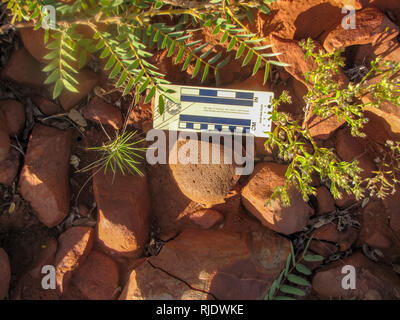 Dieser mühlstein wurde in der Pilbara in Westaustralien während einer archäologischen Feldarbeit gefunden. Es fotografiert oder in ihrer ursprünglichen Lage verschoben. Stockfoto