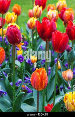 Bunte Tulpen im Garten Stockfoto
