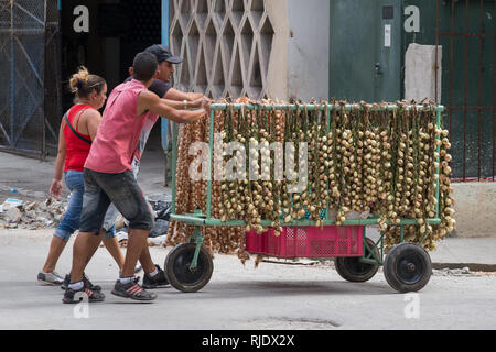 Drei Kubaner Nehmen einer vollen Abschaltdruck der Zwiebeln in Zöpfen zusammengestellt, die für den Verkauf an den Markt in Havanna, Kuba Stockfoto