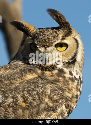 Das Porträt einer großen Fledermaus zurück Stockfoto