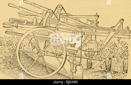 . Sellerie für Profit. Sellerie. [Aus dem alten Katalog]. Sellerie nach Anhäufeln. Diese alte Art und Weise, jedoch, erneut zu schwerfällig, zu aufwändig, zu teuer. Wir müssen billigere Methoden des Vollendens das gleiche Objekt finden, und ich glaube, dass es Bild werden kann. 20.. Maschine für Hilling Sellerie. Gut genug für alle praktischen Zwecke durch einen Pflug, geflügelte Schaufel-Pflug getan, der Planet Jr. Sellerie Hiller, oder anderen Tools für den gleichen Zweck. Abb. 20. Bitte beachten Sie, dass diese Bilder aus gescannten Seite Bilder, die digital für die Lesbarkeit verbessert haben mögen - Färbung und das Aussehen von extrahiert werden Stockfoto