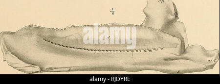 . Der Ceratopsia. Ceratopsia. . Bitte beachten Sie, dass diese Bilder sind von der gescannten Seite Bilder, die digital für die Lesbarkeit verbessert haben mögen - Färbung und Aussehen dieser Abbildungen können nicht perfekt dem Original ähneln. extrahiert. Hatcher, J. B. (John Bell), 1861-1904; Lull, Richard Swann, 1867-1957; Osborn, Henry Fairfield, 1857-1935; Marsh, Othniel Charles, 1831-1899. Washington, Govt. Drucken. Aus. Stockfoto