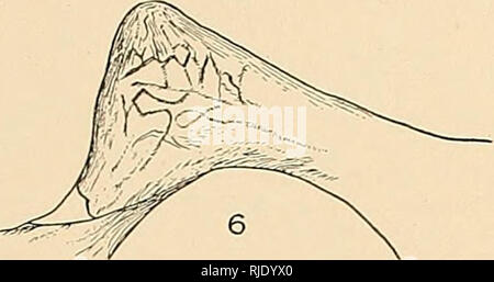 . Der Ceratopsia. Ceratopsia. . Bitte beachten Sie, dass diese Bilder sind von der gescannten Seite Bilder, die digital für die Lesbarkeit verbessert haben mögen - Färbung und Aussehen dieser Abbildungen können nicht perfekt dem Original ähneln. extrahiert. Hatcher, J. B. (John Bell), 1861-1904; Lull, Richard Swann, 1867-1957; Osborn, Henry Fairfield, 1857-1935; Marsh, Othniel Charles, 1831-1899. Washington, Govt. Drucken. Aus. Stockfoto