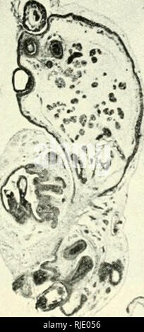 . De Cercetari embriologie experimentala. Embryologie. ^. Bitte beachten Sie, dass diese Bilder sind von der gescannten Seite Bilder, die digital für die Lesbarkeit verbessert haben mögen - Färbung und Aussehen dieser Abbildungen können nicht perfekt dem Original ähneln. extrahiert. Menkes, B. [Bucuresti] Editura Academiei Republicii Populare Romîne Stockfoto