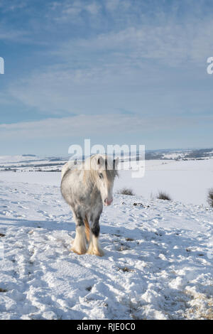 Silbrig grau weißes Pferd im Schnee am Hackpen Hill. Wiltshire, England Stockfoto