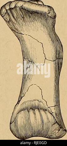 . Der Ceratopsia. Ceratopsia. . Bitte beachten Sie, dass diese Bilder sind von der gescannten Seite Bilder, die digital für die Lesbarkeit verbessert haben mögen - Färbung und Aussehen dieser Abbildungen können nicht perfekt dem Original ähneln. extrahiert. Hatcher, J. B. (John Bell), 1861-1904; Lull, Richard Swann, 1867-1957; Osborn, Henry Fairfield, 1857-1935; Marsh, Othniel Charles, 1831-1899. Washington, Govt. Drucken. Aus. Stockfoto
