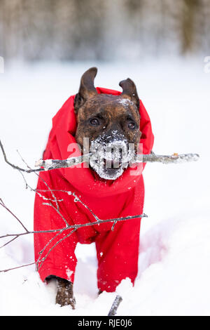 Tiger American Staffordshire Terrier mit kupierten Ohren Spaziergänge im Freien im Winter Stockfoto